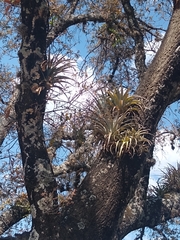 Tillandsia bourgaei