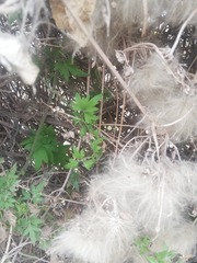 Clematis drummondii