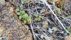 Eucrypta chrysanthemifolia bipinnatifida