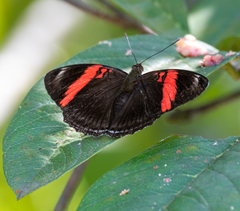 Adelpha lycorias