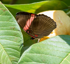 Adelpha lycorias