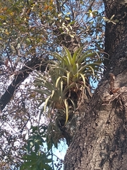 Tillandsia bourgaei