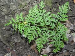 Pteris chilensis