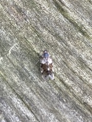 Melanoliarus placitus