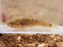 Etheostoma crossopterum