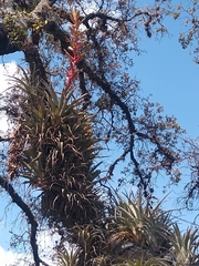 Tillandsia bourgaei