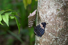 Hamadryas