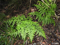 Pteris chilensis