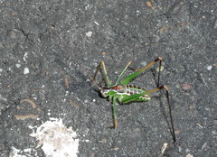 Tettigonioidea