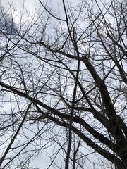 Fraxinus pennsylvanica