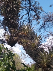 Tillandsia bourgaei