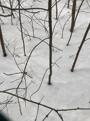 Fraxinus pennsylvanica