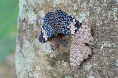 Hamadryas