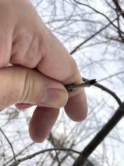Fraxinus pennsylvanica