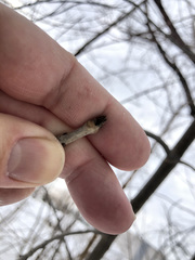 Fraxinus pennsylvanica