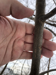 Fraxinus pennsylvanica