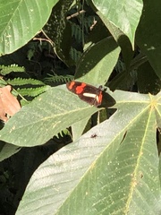 Heliconius telesiphe