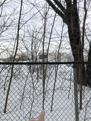 Fraxinus pennsylvanica