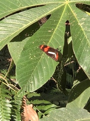 Heliconius telesiphe
