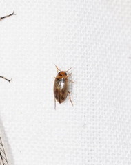 Allodessus bistrigatus