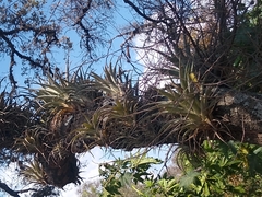Tillandsia bourgaei