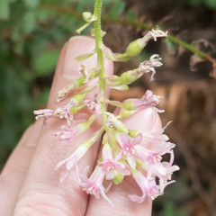 Ribes sanguineum glutinosum
