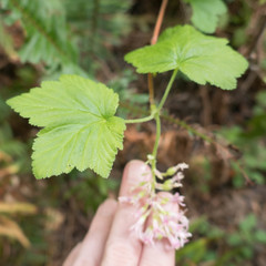 Ribes sanguineum glutinosum