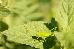 Hyperophora major