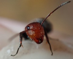 Camponotus lindigi