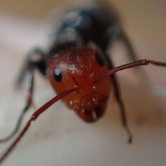 Camponotus lindigi