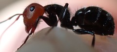 Camponotus lindigi