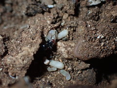 Camponotus lindigi