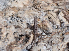 Anolis bonairensis