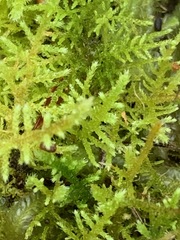 Thuidiopsis