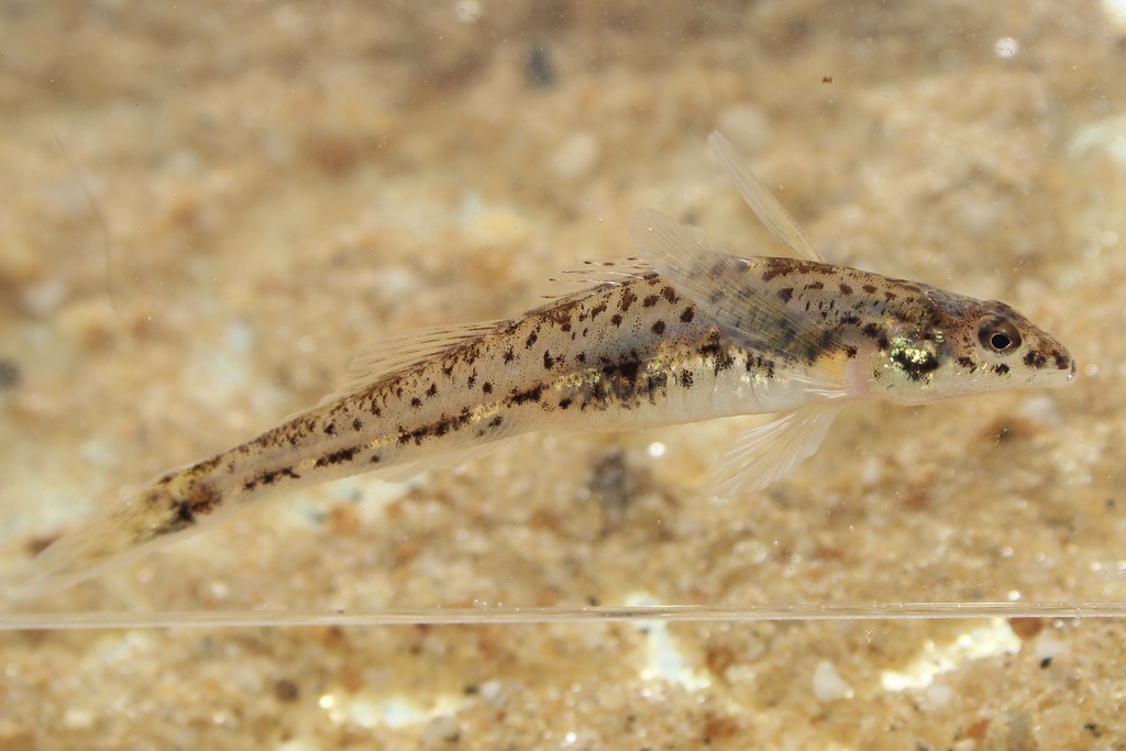 Glassy darter (Etheostoma vitreum) — Percidae