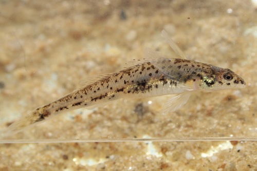 Glassy darter (Etheostoma vitreum) — Percidae