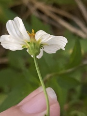 Bidens alba