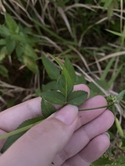 Bidens alba