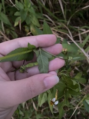 Bidens alba
