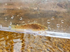 Etheostoma crossopterum