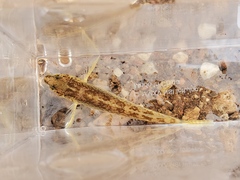 Etheostoma crossopterum