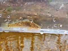 Etheostoma crossopterum