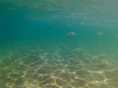Trachinotus rhodopus
