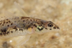 Glassy Darter photo 5