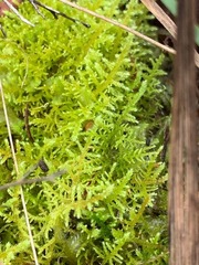 Thuidiopsis