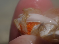 Hippa testudinaria