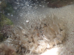 Bunodosoma granuliferum