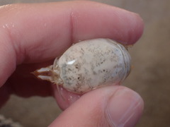 Hippa testudinaria