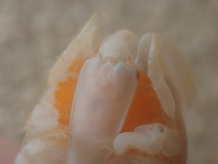 Hippa testudinaria
