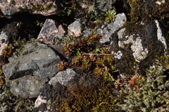 Saxifraga hypnoides